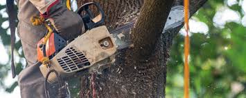 Best Residential Tree Removal  in Chlicothe, IL