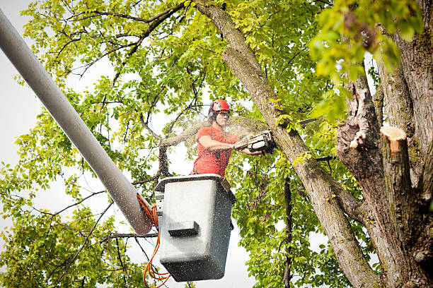 Best Hedge Trimming  in Chlicothe, IL